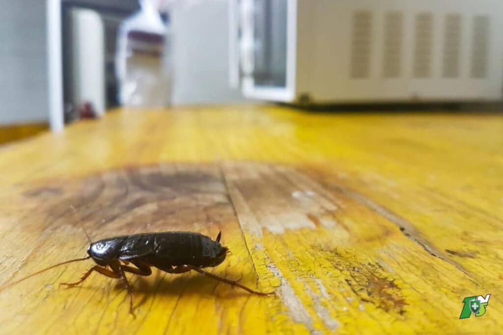 Comment se débarrasser des blattes ? - Côté Maison