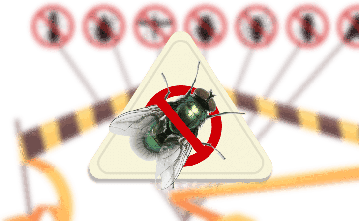 Boîte à mouche - Protecta : Piège à mouche redoutable