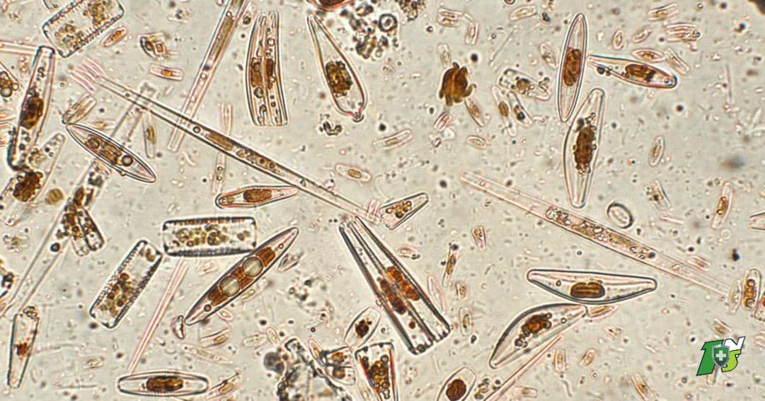 Terre de diatomée : quelle est son utilisation pour la maison ?